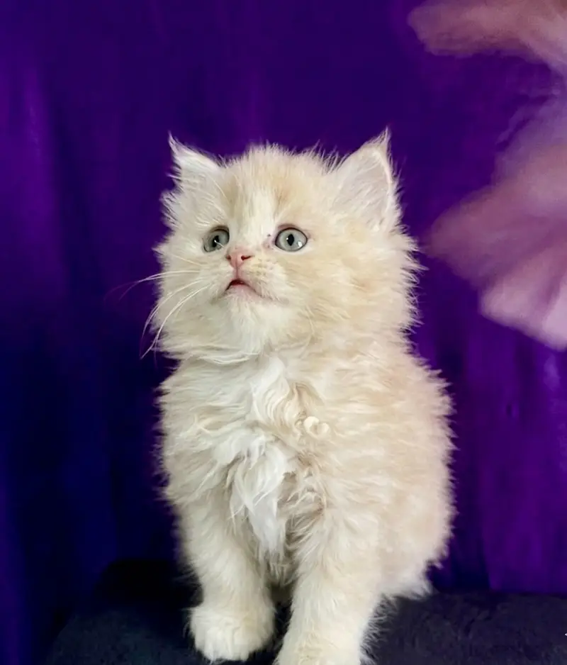 Triple coated Persian kittens — photo 9