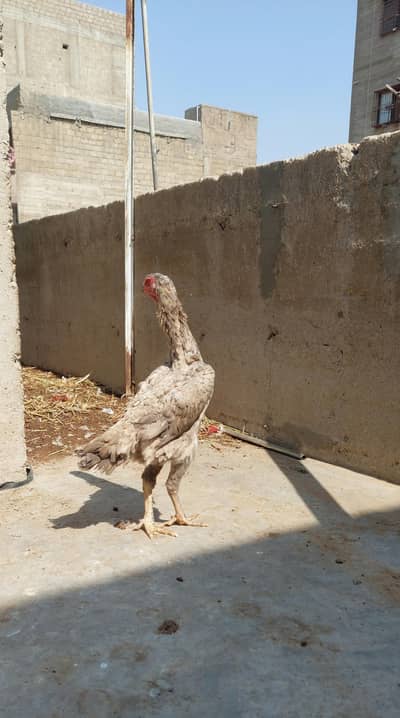German O-Shamo Female – Tall & Healthy