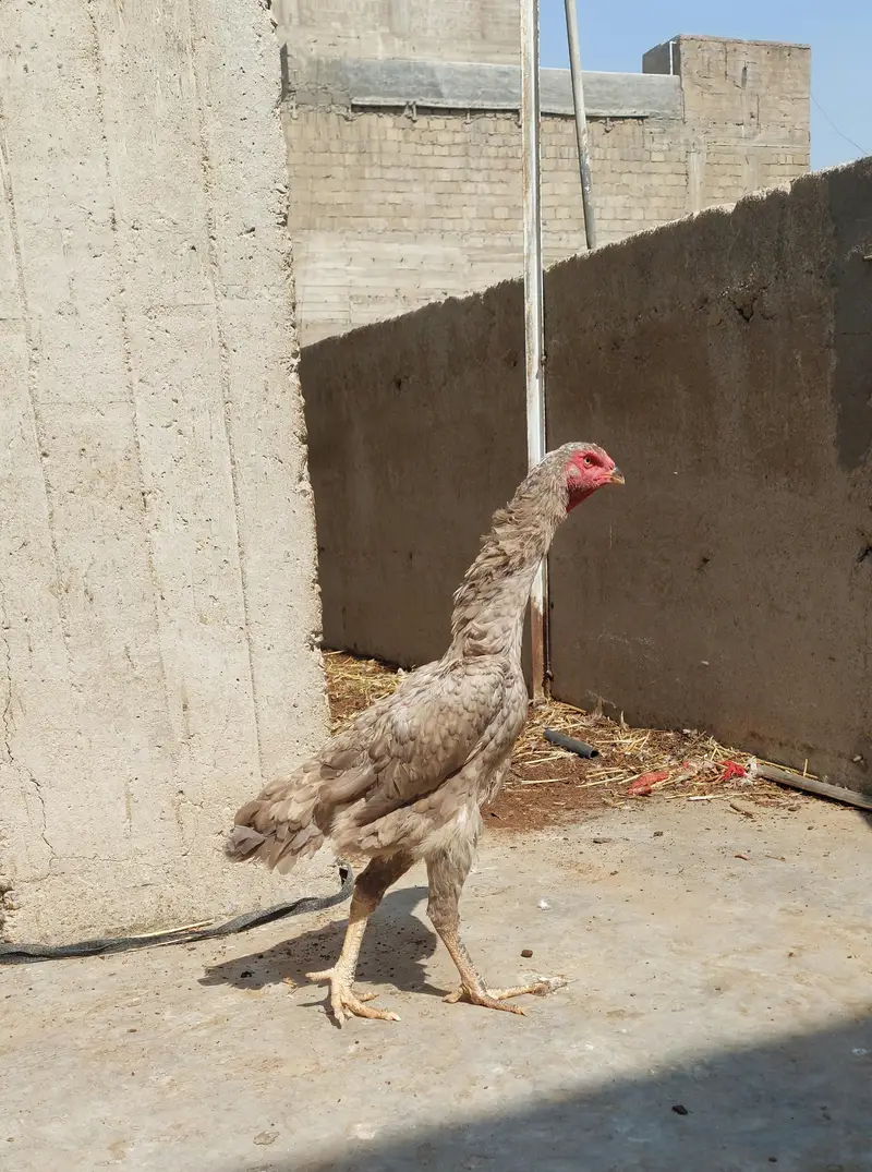 German O-Shamo Female – Tall & Healthy — photo 2