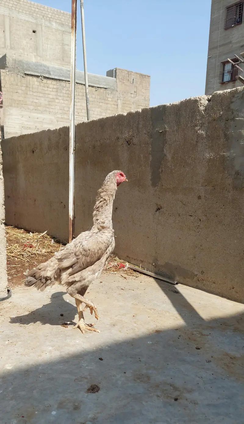 German O-Shamo Female – Tall & Healthy — photo 3