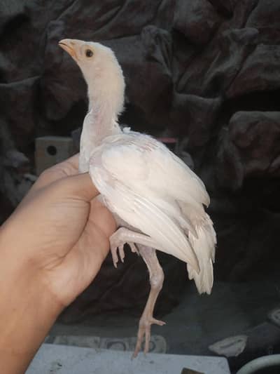 Hira chicks for sale high quality aseel