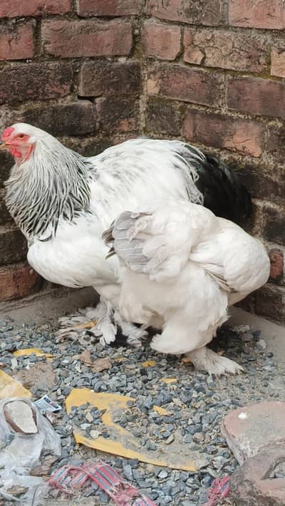 brahma pair 25000 03280058008