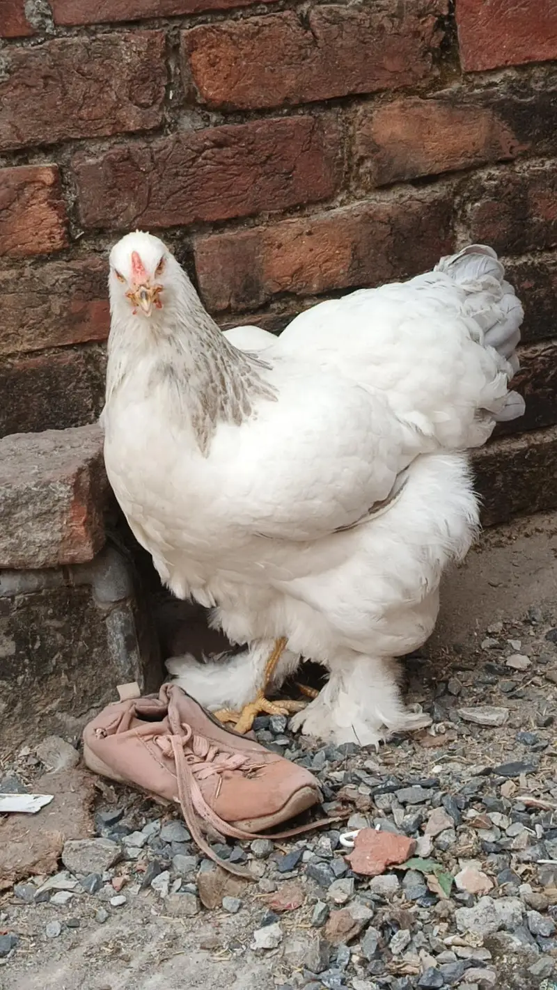 brahma pair 25000 03280058008 — photo 2