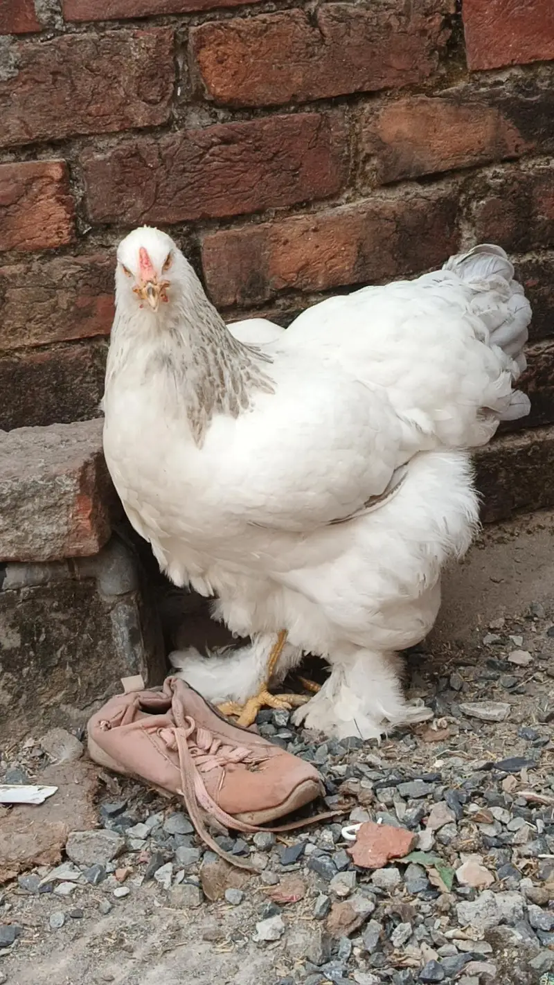 brahma pair 25000 03280058008 — photo 3