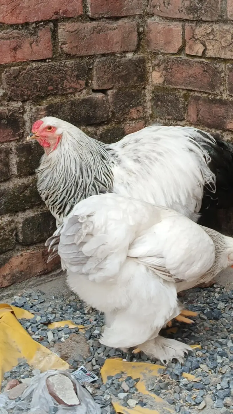 brahma pair 25000 03280058008 — photo 4