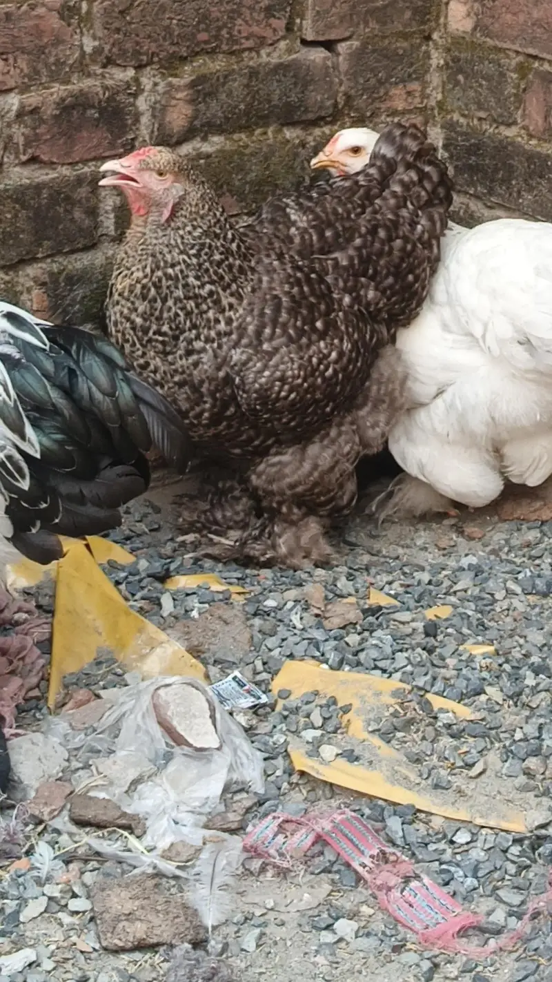 brahma pair 25000 03280058008 — photo 5