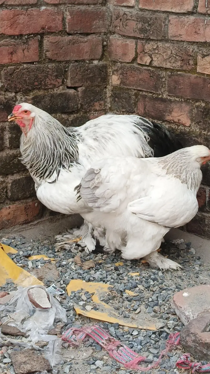 brahma pair 25000 03280058008 — photo 6