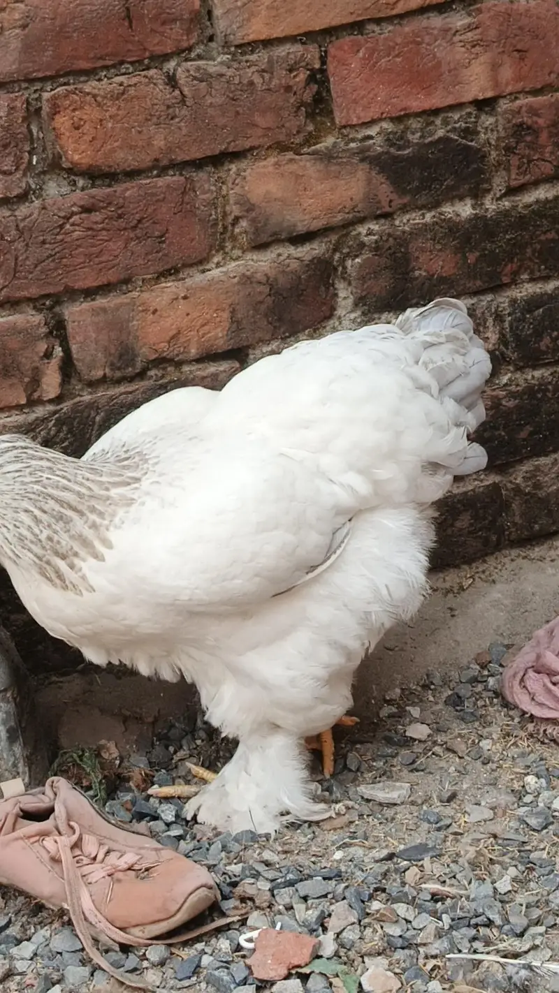 brahma pair 25000 03280058008 — photo 7