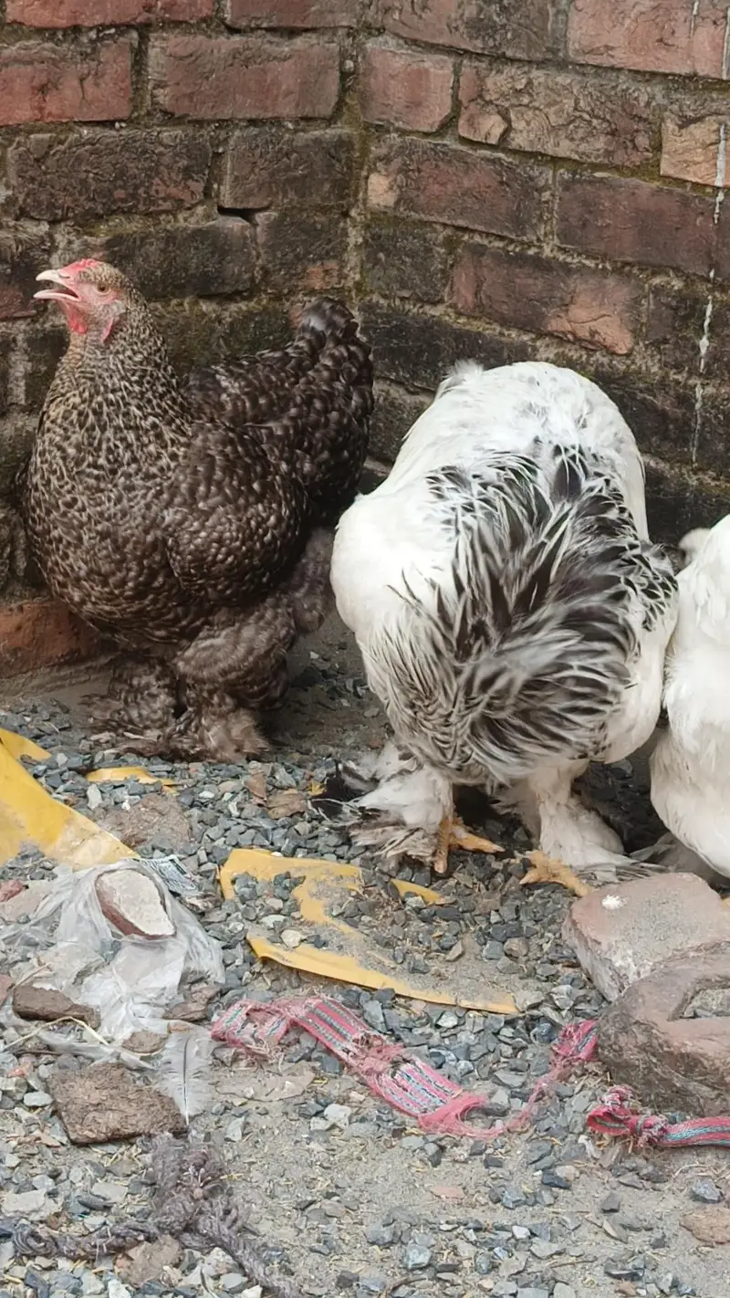 brahma pair 25000 03280058008 — photo 9