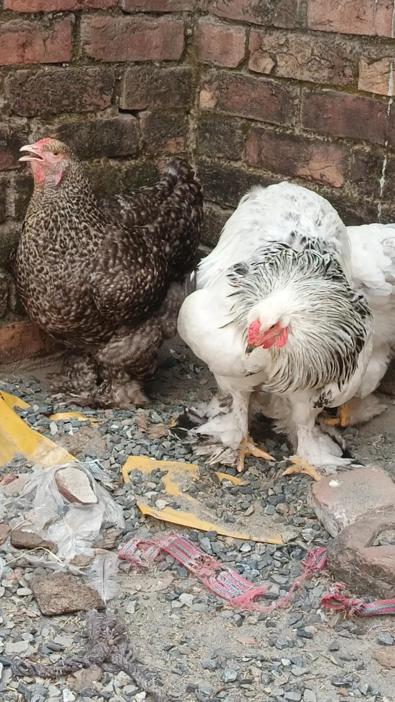 brahma pair 25000 03280058008 — photo 10