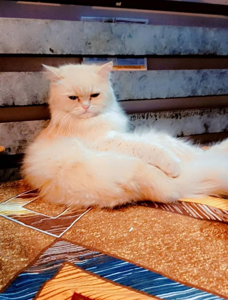 semi Persian cat 0