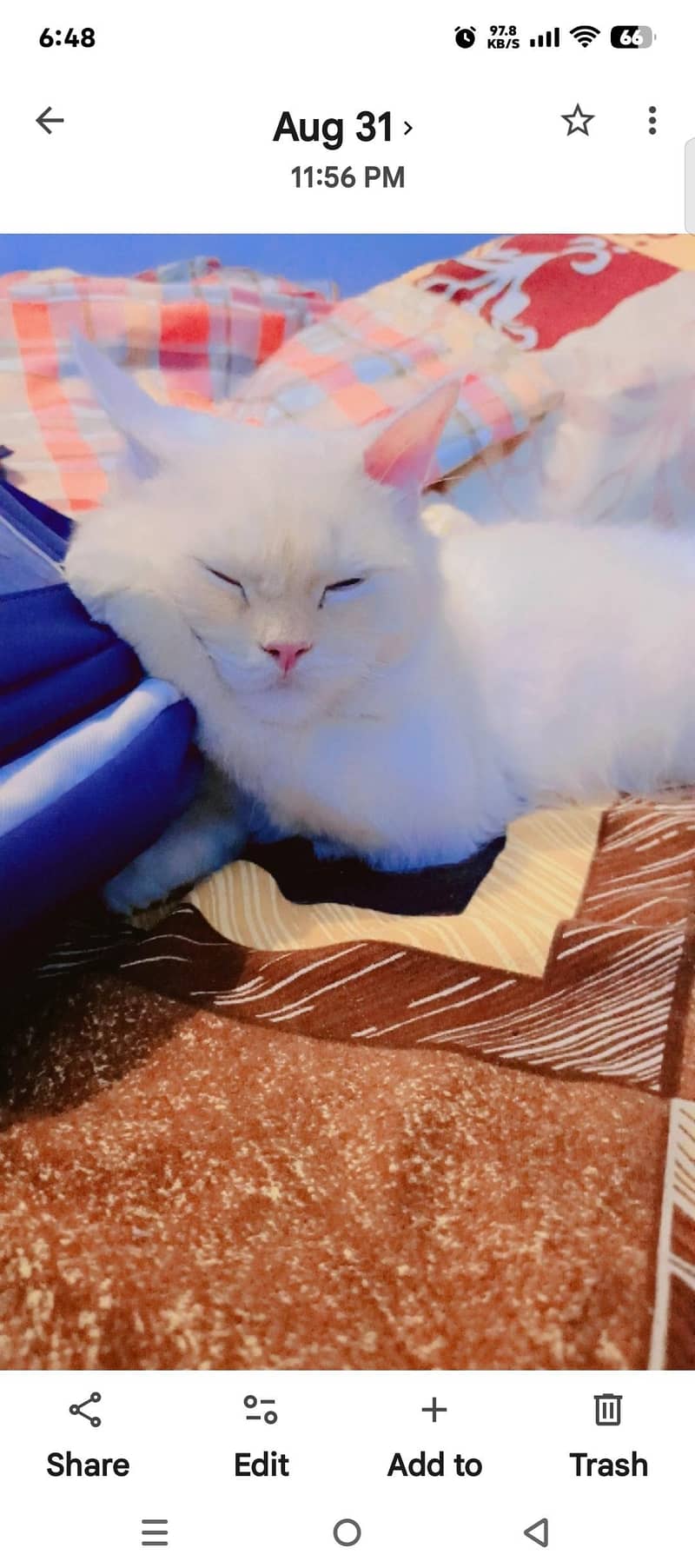 semi Persian cat 1