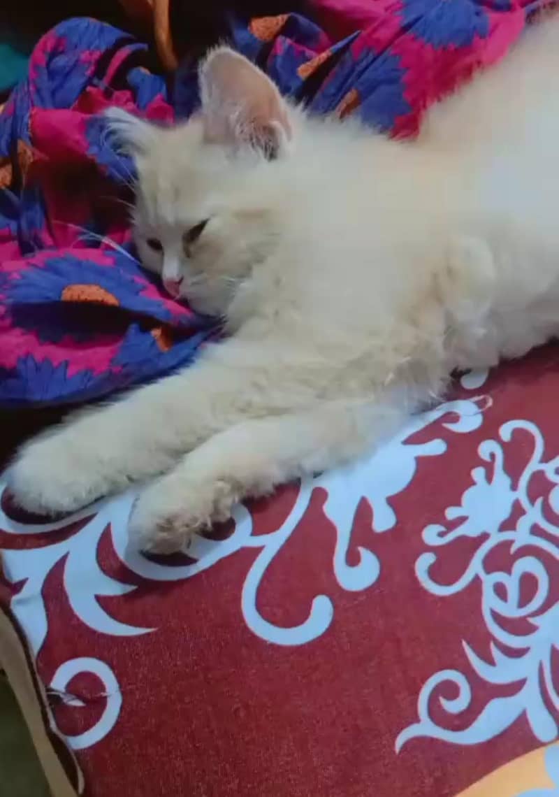 semi Persian cat 2