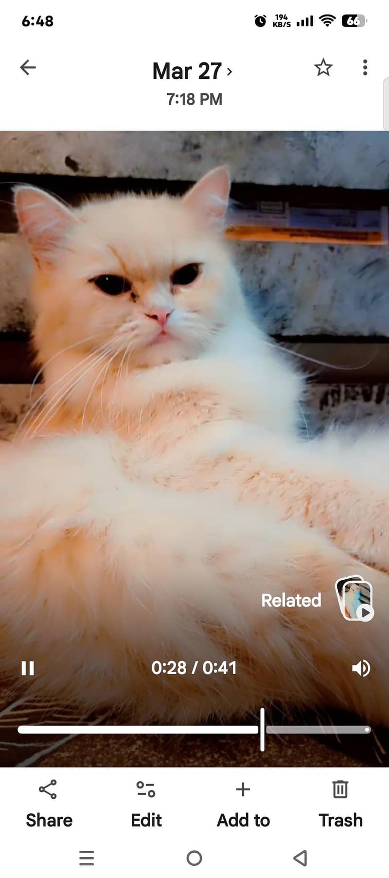semi Persian cat 3