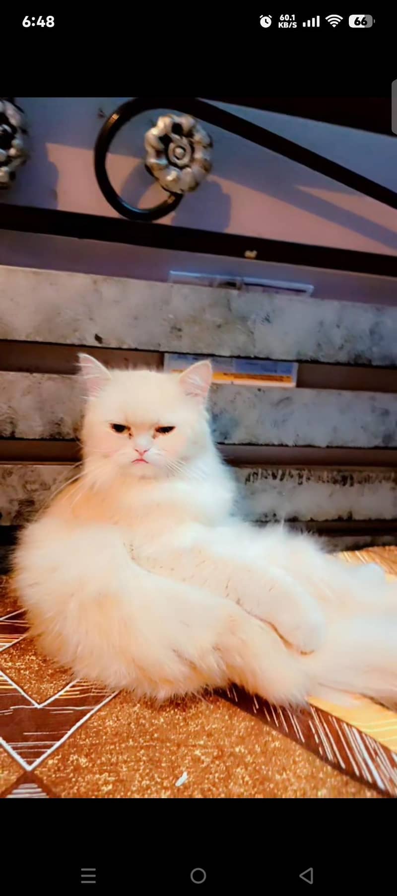 semi Persian cat 4