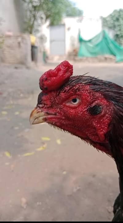 Breadar Aseel male 1 eyes