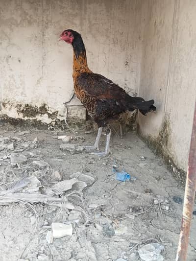 Thai Burmi Aseel Murge whatsapp 03267558052