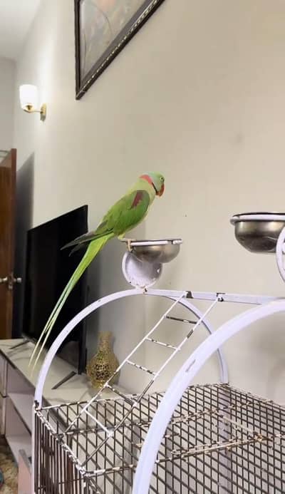 Kashmiri raw parrot for sale single and pair  available