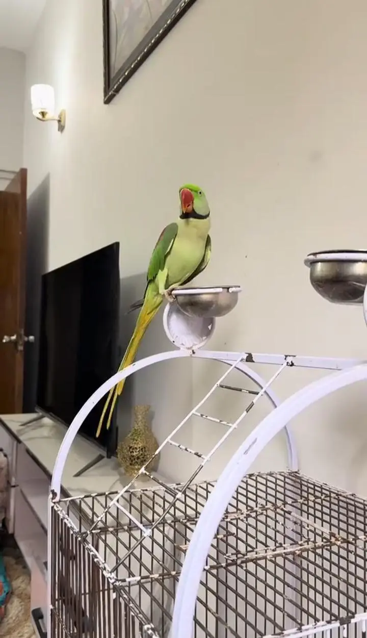 Kashmiri raw parrot for sale single and pair  available — photo 2
