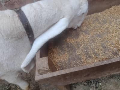 Kajla Breed Chatra