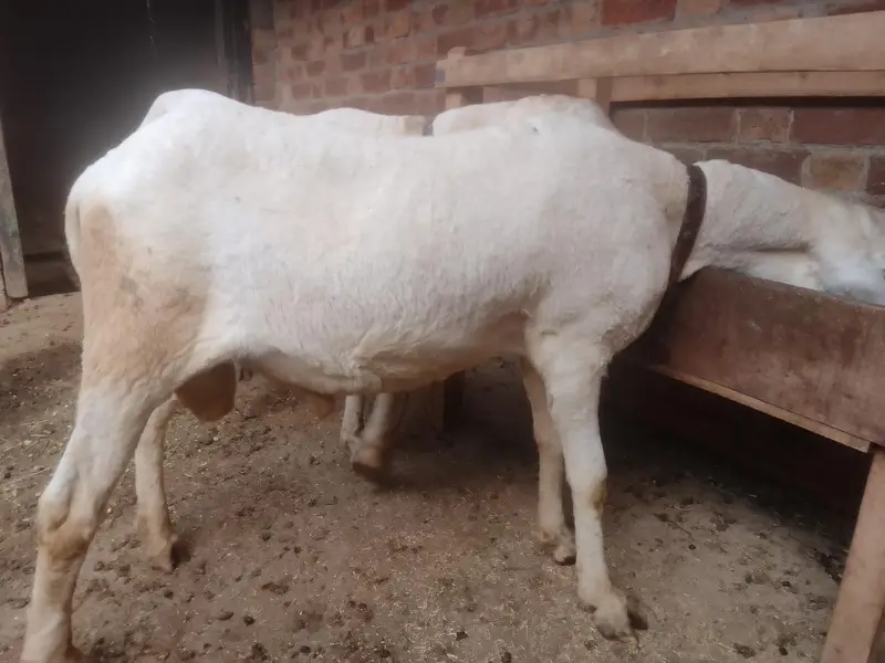 Kajla Breed Chatra — photo 2
