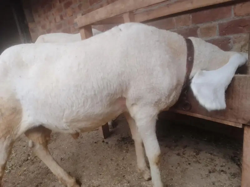 Kajla Breed Chatra — photo 5