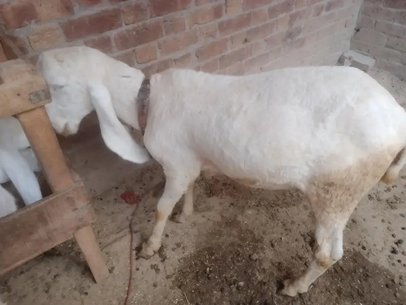 Kajla Breed Chatra — photo 7