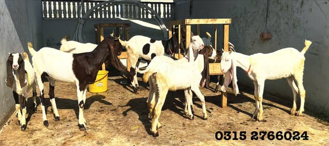 Home Goats