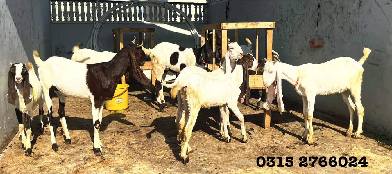 Home Goats 0