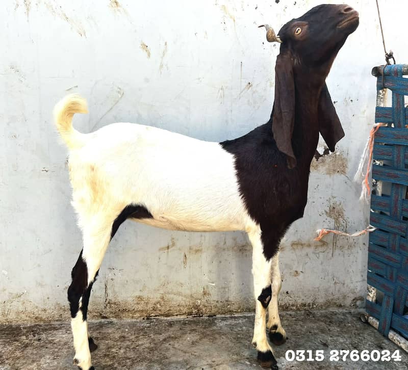 Home Goats 1