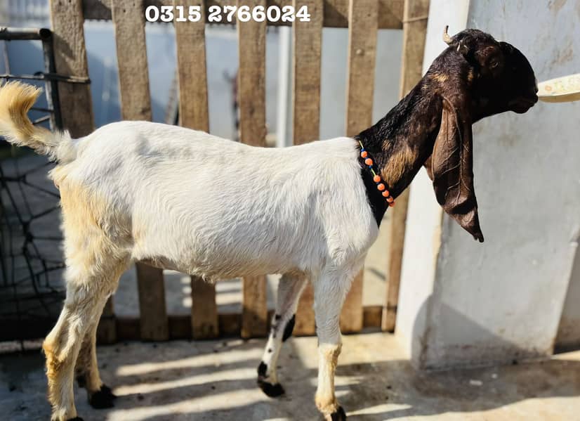 Home Goats 2