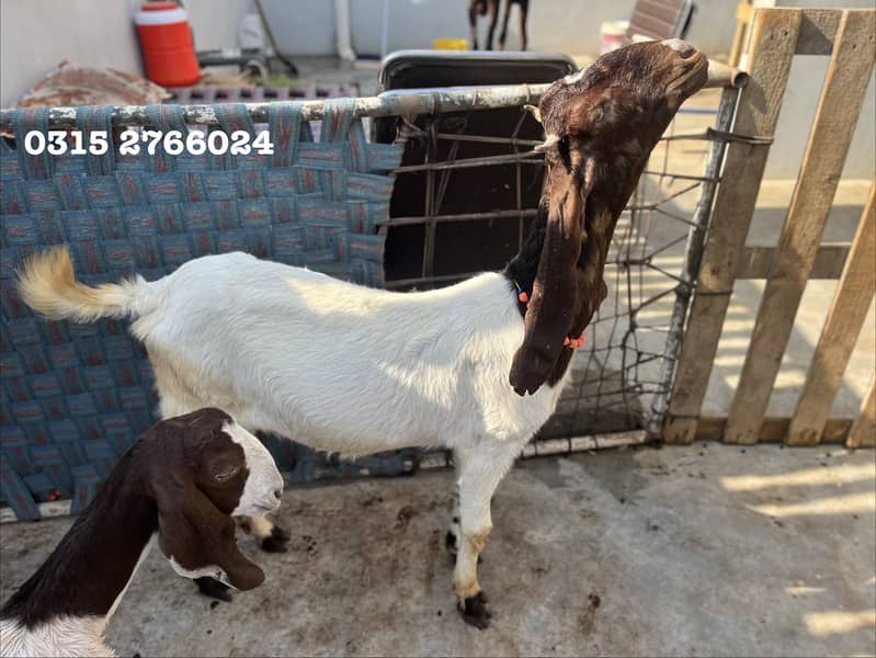 Home Goats 4