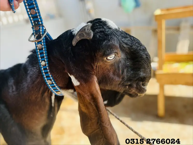 Home Goats — photo 7