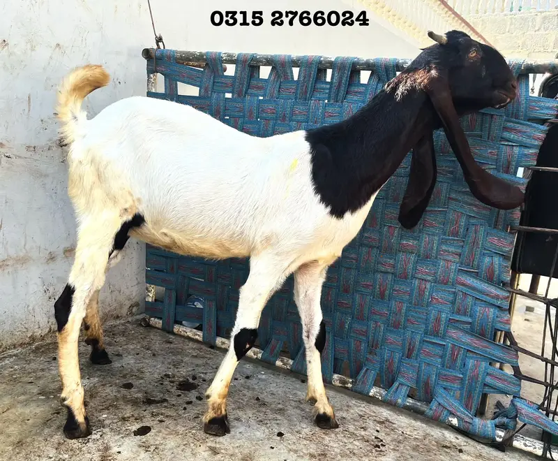Home Goats — photo 8