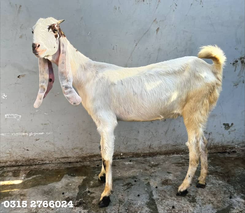 Home Goats 8