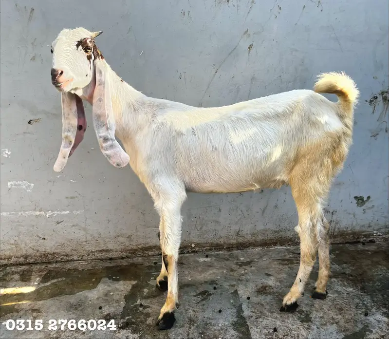 Home Goats — photo 9