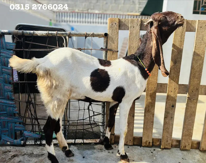 Home Goats — photo 10