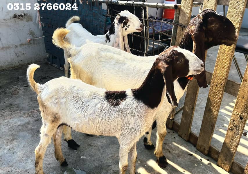 Home Goats 10