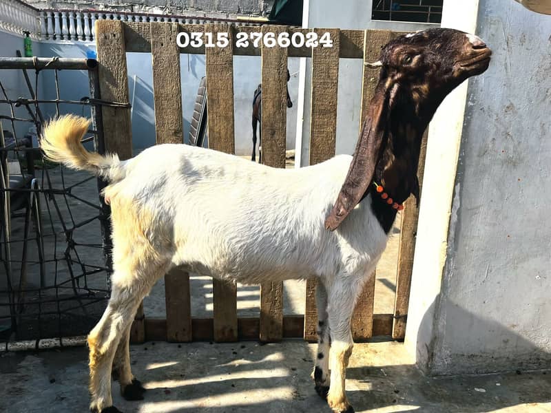 Home Goats 11