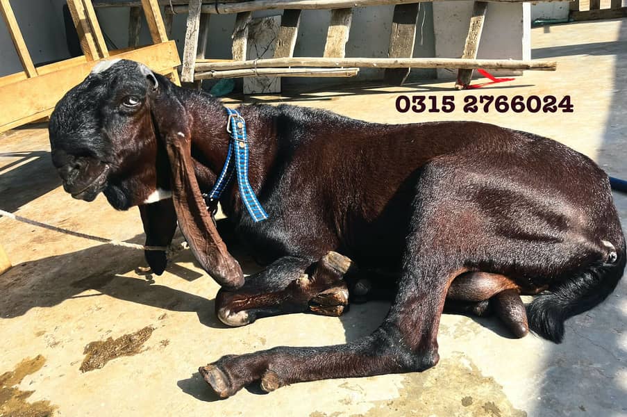 Home Goats 12