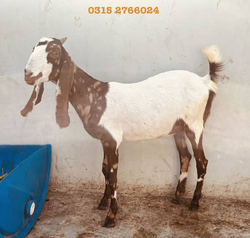 Home Goats 13