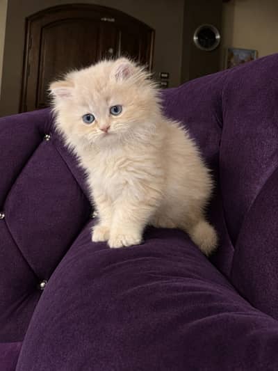 Triple coated Persian kittens