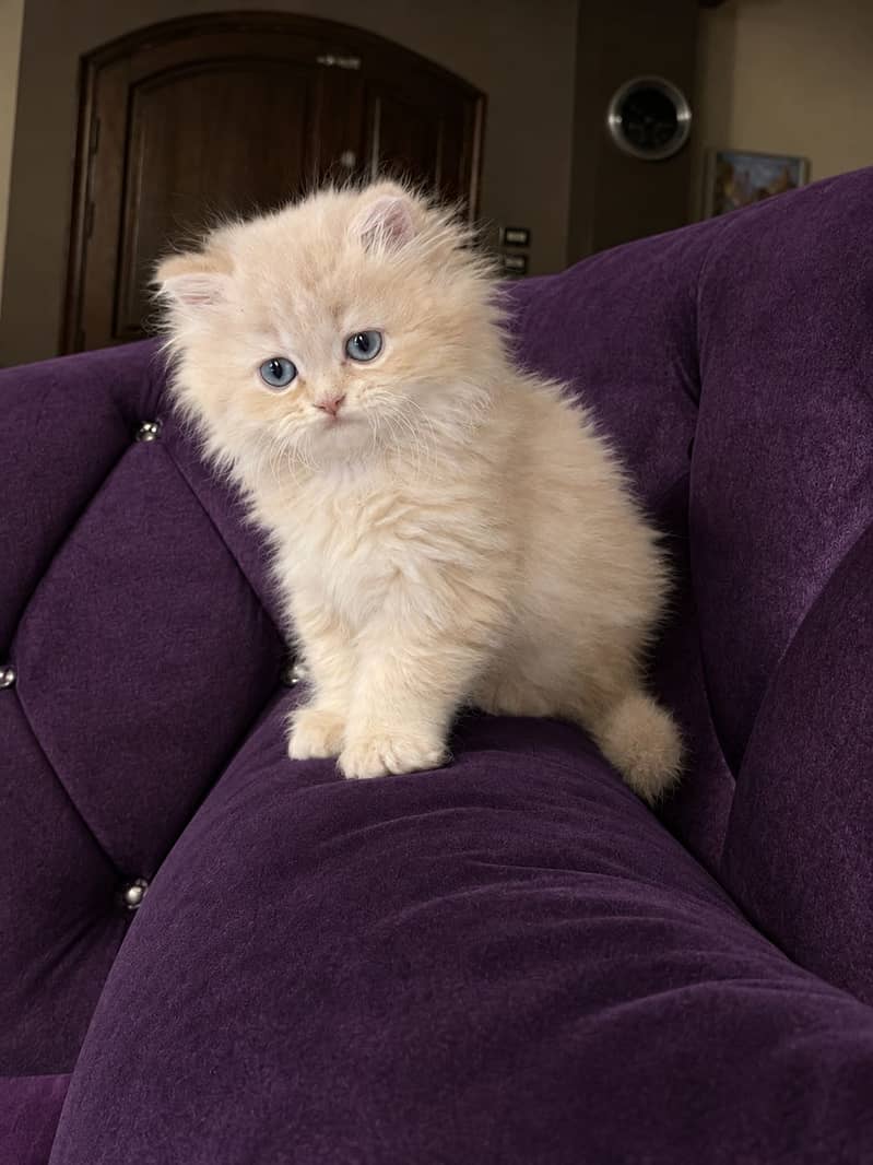Persian kittens 0