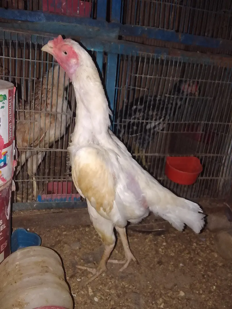 ORANGI TOWN GULSHAN E BEHAR — photo 2