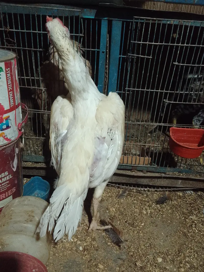 ORANGI TOWN GULSHAN E BEHAR — photo 3