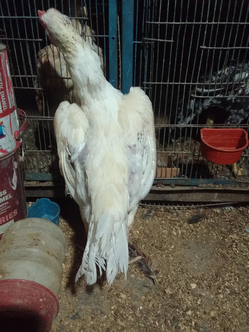 ORANGI TOWN GULSHAN E BEHAR — photo 4
