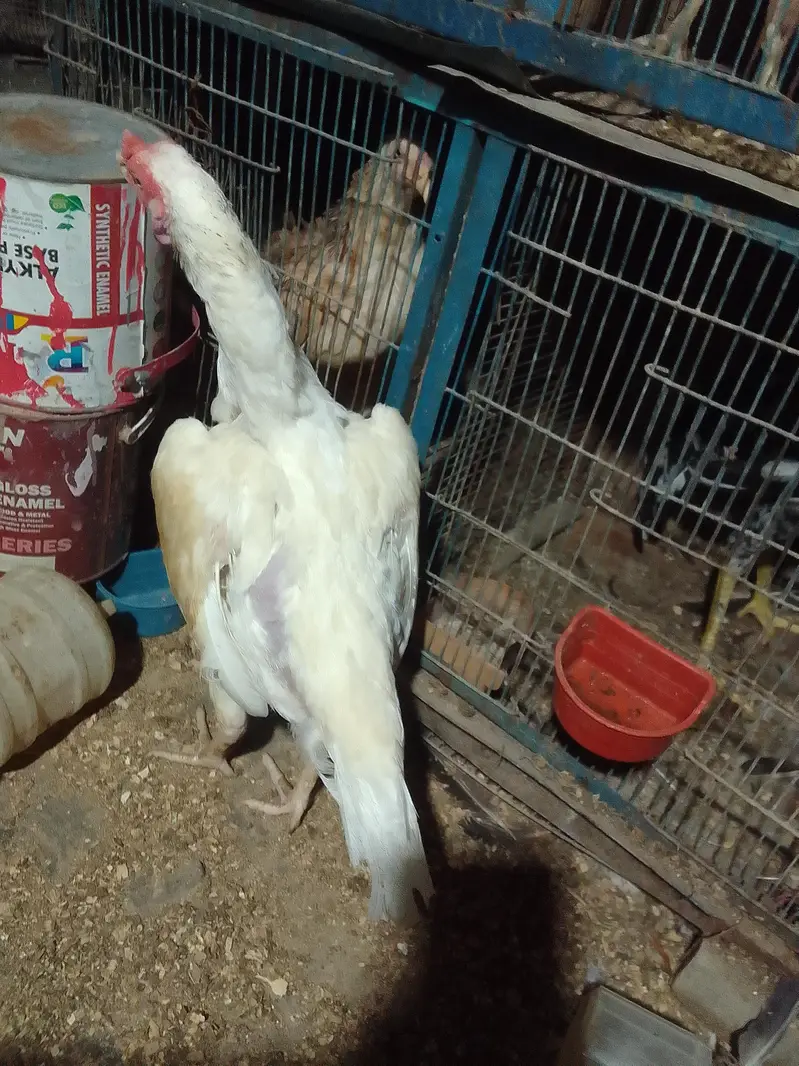 ORANGI TOWN GULSHAN E BEHAR — photo 8