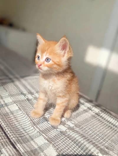 Persian kitten very healthy and Active