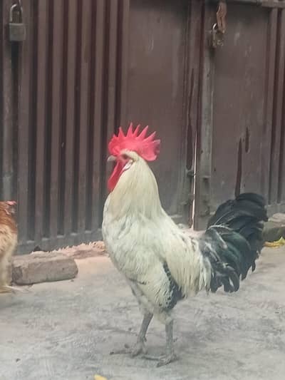 Desi Murga and Desi murgi