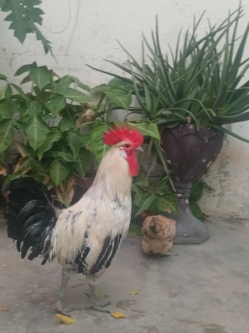 Desi Murga and Desi murgi — photo 2